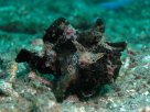 Link to frogfish video - Link zu Anglerfisch-Video