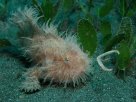 Link to frogfish video - Link zu Anglerfisch-Video