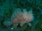 Link to frogfish video - Link zu Anglerfisch-Video