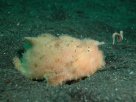 Link to frogfish video - Link zu Anglerfisch-Video