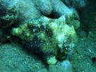 Link to frogfish video - Link zu Anglerfisch-Video