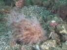 Link to frogfish video - Link zu Anglerfisch-Video