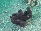 Link to frogfish video - Link zu Anglerfisch-Video