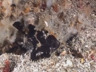 Link to frogfish video - Link zu Anglerfisch-Video