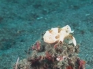 Link to frogfish video - Link zu Anglerfisch-Video