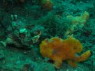 Link to frogfish video - Link zu Anglerfisch-Video