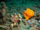 Link to frogfish video - Link zu Anglerfisch-Video